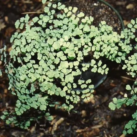 thumbnail for publication: Adiantum spp. Maidenhair Fern
